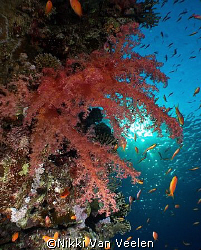 Soft corals taken at Sharks Observatory with Olympus E300. by Nikki Van Veelen 